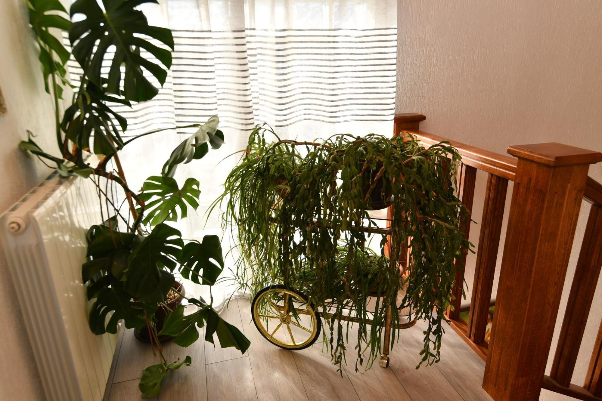 Apartments Peric أوباتيا المظهر الخارجي الصورة